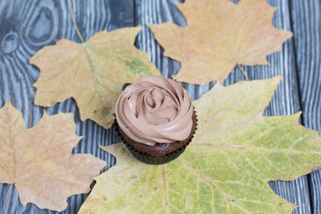 Chocolate cupcakes with cream cheese cream. Nearby are dried maple leaves. On pine planks painted black and white.の写真素材