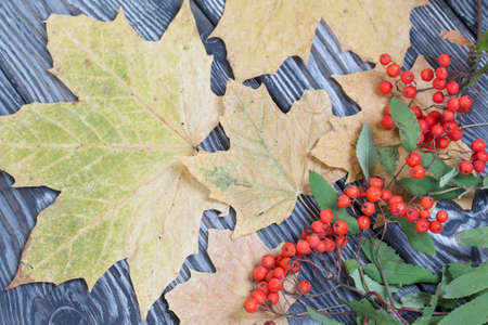 Rowan branch with berries and leaves. Nearby are dried maple leaves. On pine planks painted black...