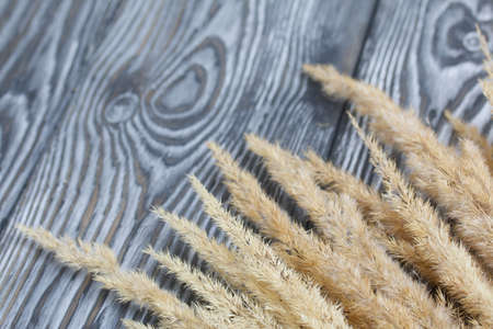Dried ears of grass. On pine planks painted black and white. Autumn background.の写真素材