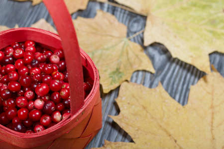 Cranberries in a red basket. Nearby are dried maple leaves. On black boards, with an expressive woody texture.の写真素材
