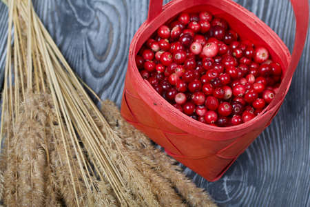 Cranberries in a red basket. Nearby is a bouquet of dried grass with spikelets. On black boards, with an expressive woody texture.の写真素材
