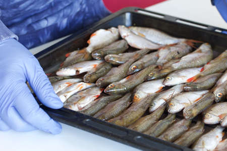 A man in rubber gloves holds a baking sheet of river fish before drying in the oven.