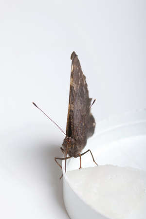 The Peacock Butterfly is eating sugar syrup on a cotton ball. On white background. Close-up shot.の写真素材