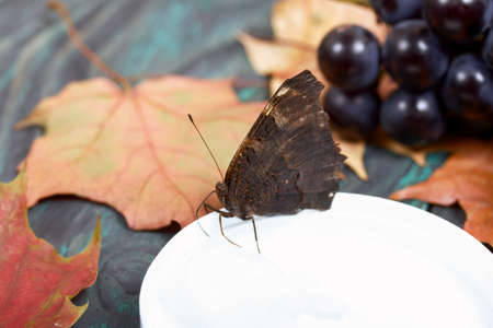 Butterfly Peacock's Eye eats sugar syrup on a cotton ball. Nearby are bunches of dark blue grapes and autumn maple leaves. Against the background of pine boards, it is black and green. Close-up shot.の写真素材