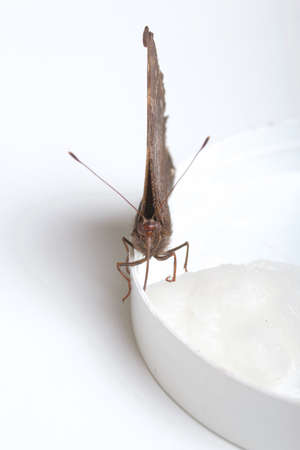 The Peacock Butterfly is eating sugar syrup on a cotton ball. On white background. Close-up shot.の写真素材