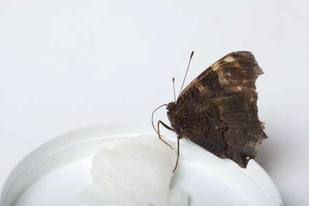 The Peacock Butterfly is eating sugar syrup on a cotton ball. On white background. Close-up shot.の写真素材