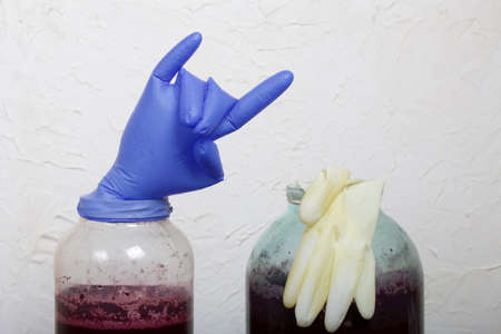 A rubber glove on a can of fermenting grape wine. Inflated from fermentation gases. The fingers are...