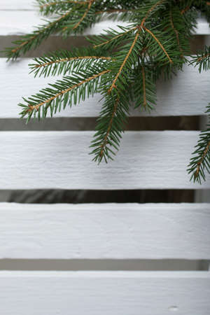 Spruce branches against the background of white pine boards.の写真素材