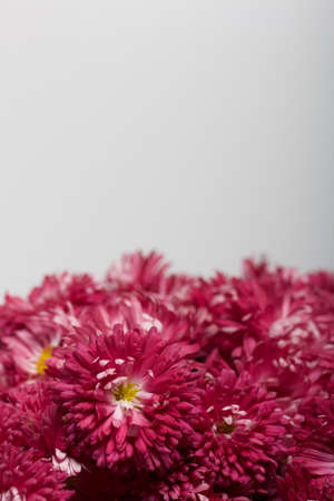 A bouquet of red chrysanthemums on a white background. Close-up shot.