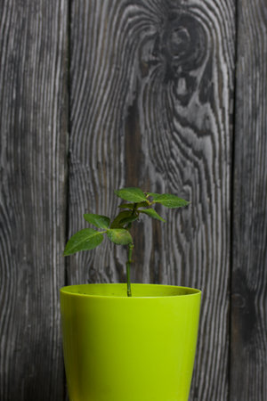 Green sprout of a rose in a flower pot. Against the background of black pine boards.の写真素材