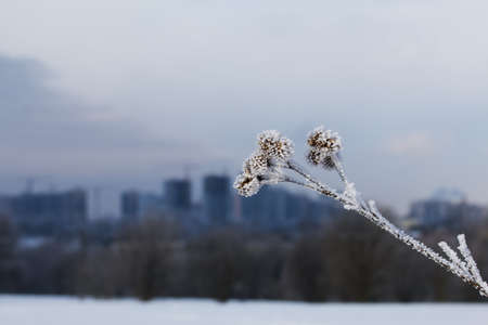 Dried plants in a winter park. The plants are covered with beautiful snow patterns. Close-up shot. Against the background of the sky.の写真素材