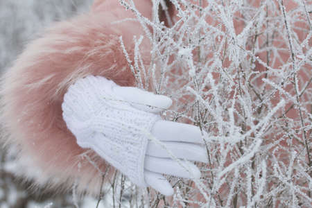 A female hand in a white glove is touching a dried plant in a winter park. The plant is covered with frost.の写真素材