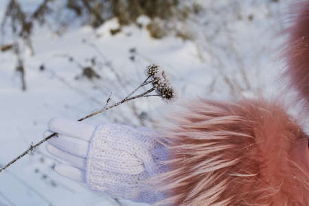 A female hand in a white glove is touching a dried plant in a winter park. The plant is covered with frost.の写真素材