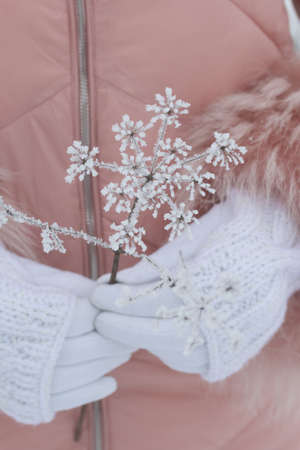 A woman in white gloves holds a dried plant in her hands. The plant is covered with frost.の写真素材