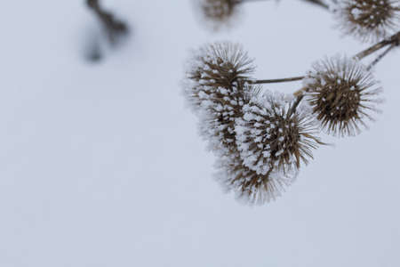 Dried plants in a winter park. The plants are covered with beautiful snow patterns. Shot close-up.