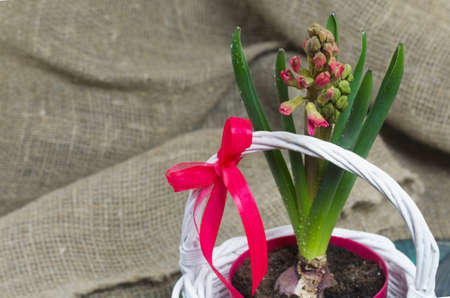 Hyacinth in a pot. Begins to bloom. Primroses care.の写真素材