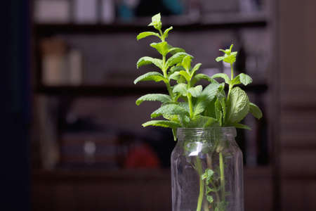 Mint branches in a glass jar. Against a dark background.の写真素材