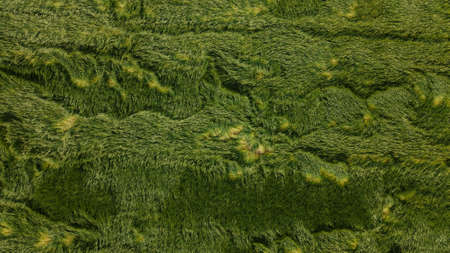 Lodged cereals after storm and hail. Ripening rye. Has suffered from bad weather. Aerial photographyの写真素材