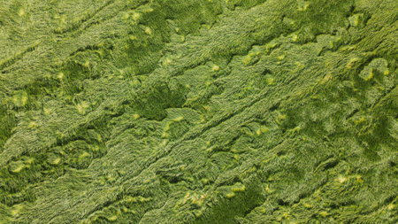 Lodged cereals after storm and hail. Ripening rye. Has suffered from bad weather. Aerial photographyの写真素材