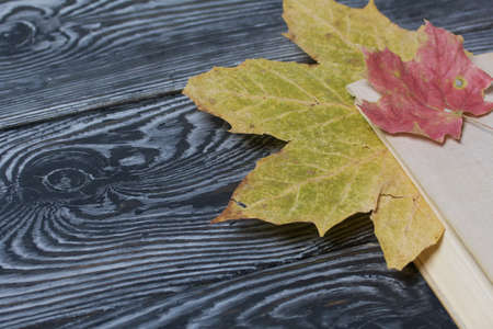 School accessories. Tutorial with fallen maple leaves. They lie on pine boards.