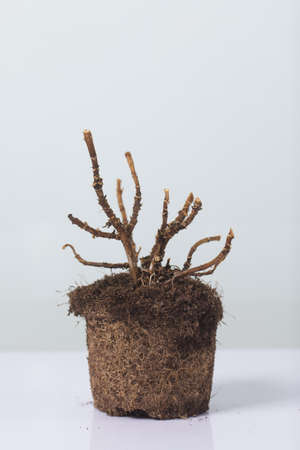 A dead plant with an earthen clod. Waste recycling and environmental protection.