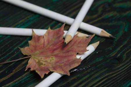 A set of white pencils for school. They lie on pine boards. Nearby autumn maple leaves.の写真素材