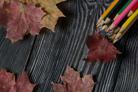 A set of colored pencils for school. They lie on pine boards. Nearby are autumn maple leaves.の写真素材