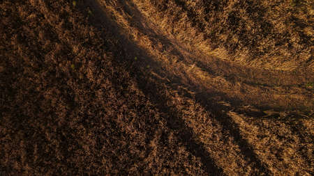 A field with ripe barley, ready for harvest. Aerial photography.