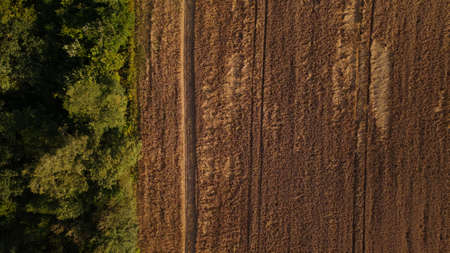 A field with ripe barley, ready for harvest. trees grow along the edge of the field. Aerial...