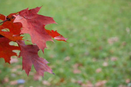 Autumn leaves of canadian oak on the tree. Red Oak in autumn. The background is blurred. Shot with a...