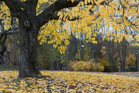 Portrait of a girl in the autumn park. In her hand the girl holds a bouquet of yellow maple leaves....