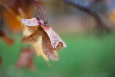 Portrait of a girl in the autumn park. In her hand the girl holds a bouquet of yellow maple leaves. There are many fallen autumn leaves around. Filmed from above.の写真素材