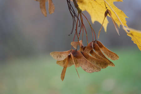 Autumn yellow maple leaves on the tree. The background is blurred. Close-up shot.の写真素材
