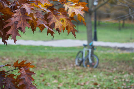 Autumn leaves of canadian oak on the tree. Red Oak in autumn. The background is blurred. Shot with a big shot.の写真素材