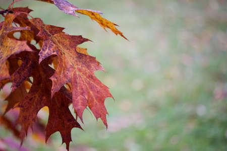 Autumn leaves of canadian oak on the tree. Red Oak in autumn. The background is blurred. Shot with a big shot.の写真素材