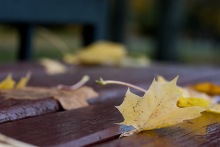 Bench in a city park in autumn. The wind flutters the yellowed maple leaf. Close-up shot.