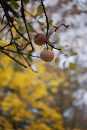 Autumn city park. The wind flutters the branches with yellowed leaves. A footpath is visible.