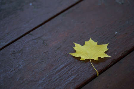 Bench in a city park in autumn. The wind flutters the yellowed maple leaf. Close-up shot.