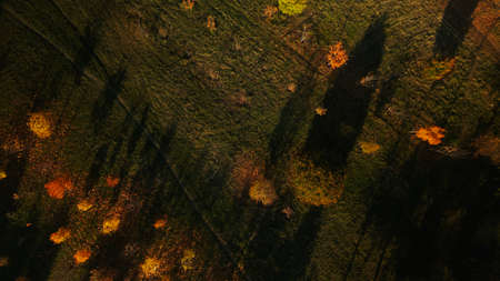 Flight over the autumn park. Trees with yellow autumn leaves are visible. Aerial photography.
