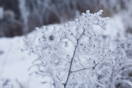 Dried plants covered with snow. Frost on dry grass. Close-up.の写真素材