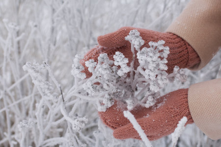 The girl in mittens. Keeps the plant covered with snow. There is a snow-covered landscape around. Close-up.の写真素材
