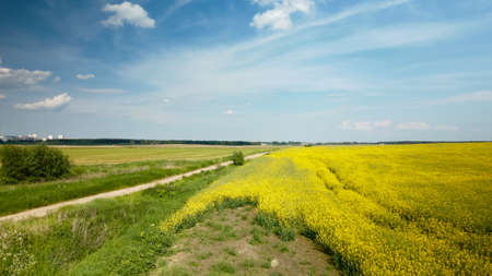 Blooming rapeseed field. aerial photography.