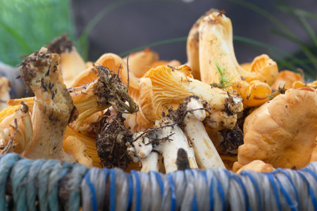 Mushrooms in a basket. Chanterelles collected in a basket. yellow mushrooms. close-up.の写真素材