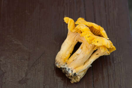 Yellow chanterelles collected in the forest. They lie on the surface of the table. close-up.