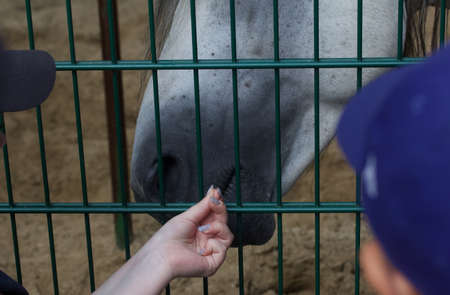 Gray horse in the aviary. Visitors feed her. Photograph of a horse's face. close-up.の写真素材