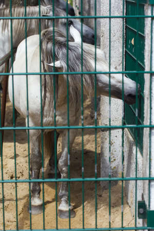 Gray horses in an aviary. They take food from visitors through the fence. medium plan.の写真素材