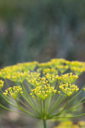 Yellow inflorescence of flowering dill. Shot close-up.の写真素材