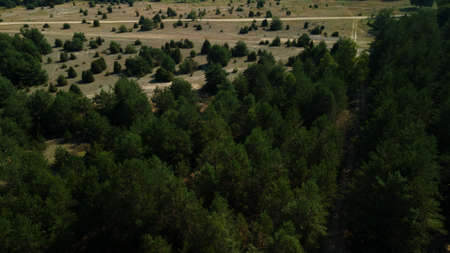Flight over the pine forest. You can see the country road. aerial photography.