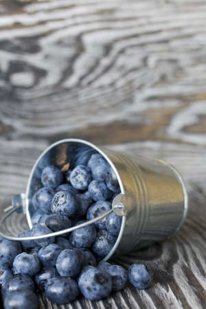 Ripe blueberries in a metal bucket. The bucket is overturned, the berries are scattered. On pine...