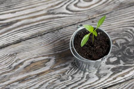 Growing seedlings in a miniature metal bucket. Green seedling sprouts. close-up.の写真素材
